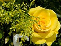ALEXANDER photo